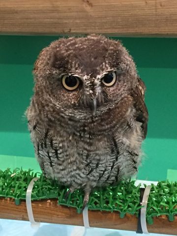 フクロウカフェ 町田 日々の記録 自転車通勤とウォーキングでダイエット