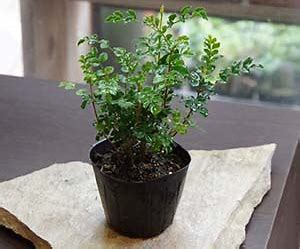 初心者が調べてみた シマトネリコの育てかた 鉢植え 盆栽 猫背の盆栽 Stoop Of Bonsai 初心者が調べてみた シマトネリコの育てかた 鉢植え 盆栽 猫背の盆栽 Stoop Of Bonsai