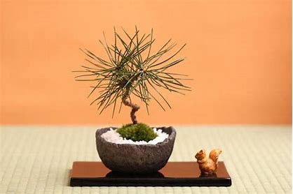 盆栽 とは何か 初心者が調べてみた 猫背の盆栽 Stoop Of Bonsai