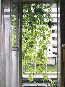 マンションでできる グリーンカーテン 緑のカーテン の作り方 節電対策 タワーマンション情報館 賃貸 安い タワーマンション情報館