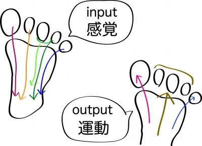 足の指の感覚と動き ココロミにきみ