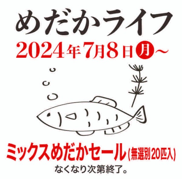 めだかライフ ミックスめだかセール(無選別20匹入り)♫ : めだかライフ