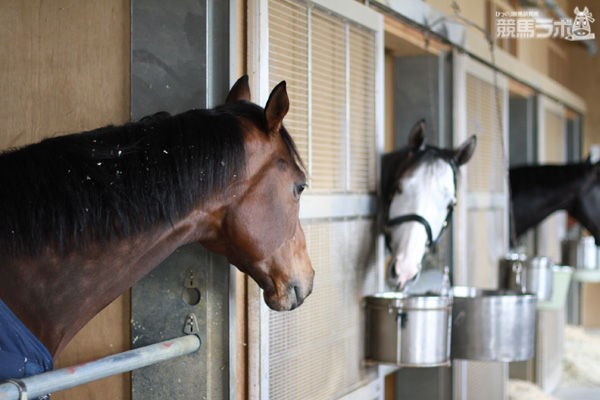 画像多数 ゴールドシップの可愛さを再確認するスレ 競馬ちゃんねる