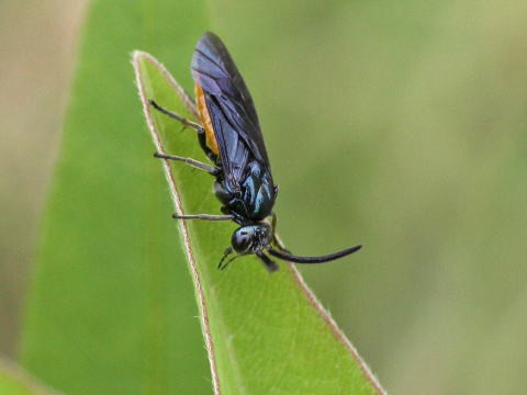 広腰亜目 ハバチ上科 ミフシハバチ科 ハバチ科 コンボウハバチ科 キバチ上科 馬見丘陵公園の昆虫