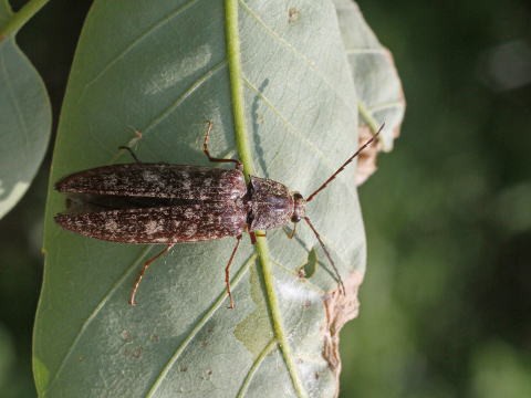 コメツキムシ科・タマムシ科 : 馬見丘陵公園の昆虫