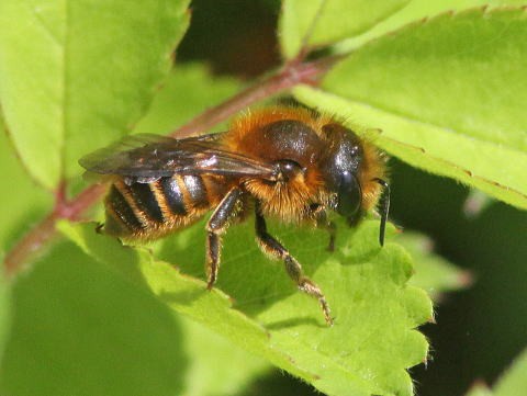 有剣類 ハナバチ類 ミツバチ科 コシブトハナバチ科 ムカシハナバチ科 ハキリバチ科他 馬見丘陵公園の昆虫
