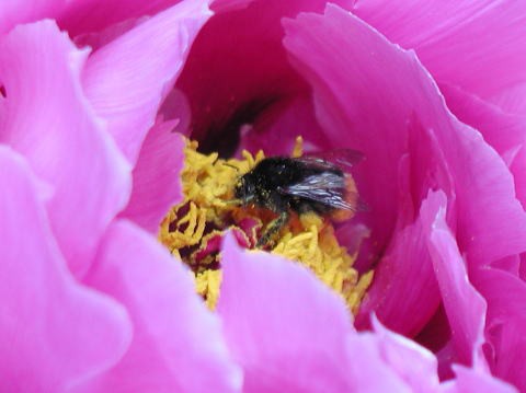 有剣類 ハナバチ類 ミツバチ科 コシブトハナバチ科 ムカシハナバチ科 ハキリバチ科他 馬見丘陵公園の昆虫