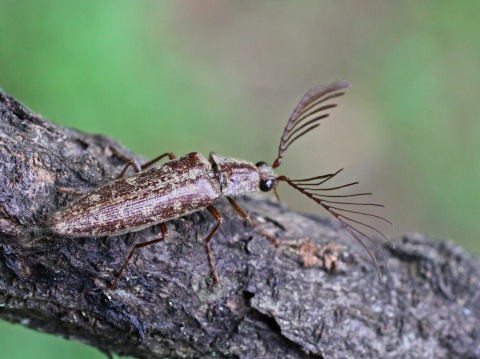 コメツキムシ科・タマムシ科 : 馬見丘陵公園の昆虫