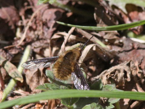 アブの仲間 アブ科 ツリアブ科 ミズアブ科 馬見丘陵公園の昆虫