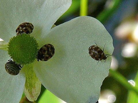 甲虫 その他 カツオブシムシ科 ジョウカイボン科 シバンムシ科 ジョウカイモドキ科 ベニボタル科 ナガハナノミ科 アリモドキ科 ハナノミ科 馬見丘陵公園の昆虫