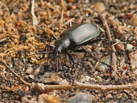 31mm】パイザラゴミムシ 巨大 昆虫標本 標本 甲虫 オサムシ ハンミョウ