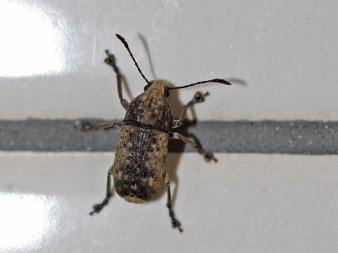 ゾウムシの仲間 ヒゲナガゾウムシ科 ゾウムシ科 オサゾウムシ科 オトシブミ科 馬見丘陵公園の昆虫