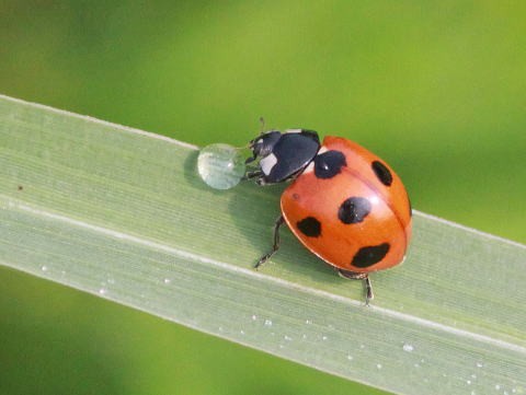 テントウムシ科 テントウダマシ科 馬見丘陵公園の昆虫