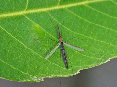 その他のカメムシ目 アメンボ科 イトアメンボ科 馬見丘陵公園の昆虫