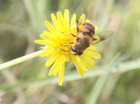 アブの仲間 ハナアブ科 アタマアブ科 馬見丘陵公園の昆虫