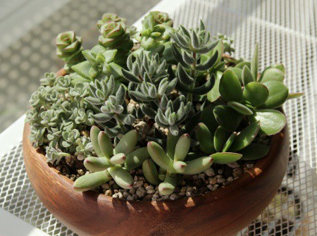 石コロの寄せ植えなど 馬に蹴られた日もあれば