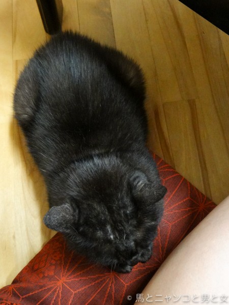 謝る 馬とニャンコと男と女 Powered By ライブドアブログ