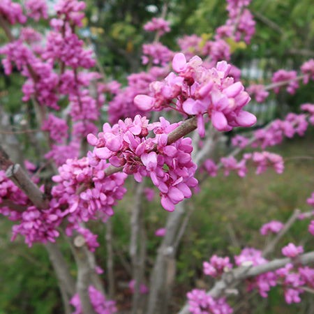 ハナズオウ 花蘇芳 Nority と下町のうまやすグルメ