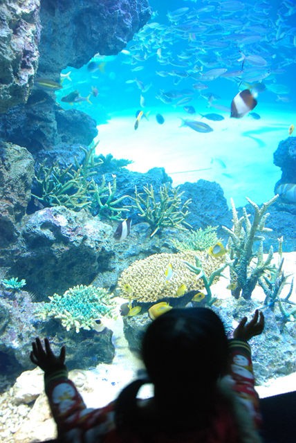 サンシャイン水族館 ｕｍｅ研究日誌