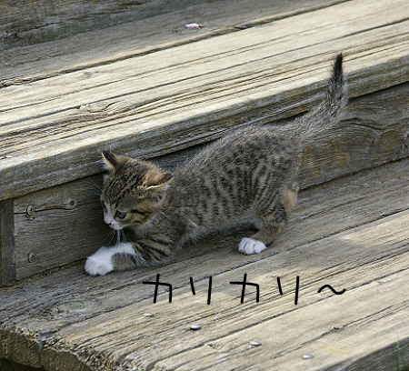 稲毛海浜公園でネコスキー 親ばかちゃんりん蕎麦屋の風鈴