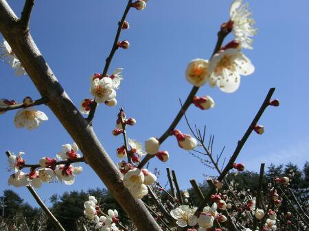 甲州小梅の花 只今7分咲き 梅干屋の日記 うめぼすぃ日記