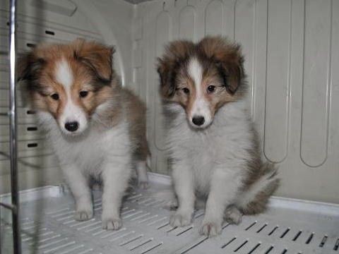 かわいい子犬屋さんのオフ会に参加 メロディ ミニーの写真館