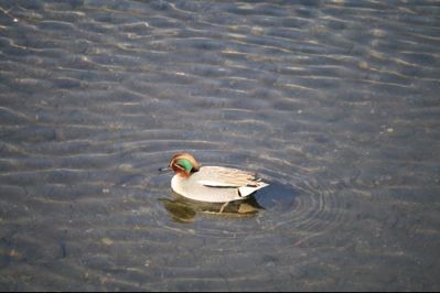 白鳥は マイペースで行こう ウントメア的ブログ
