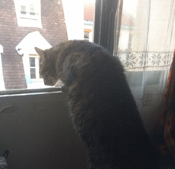 動物ネタ 本物の ですいません パリのネコ人形と蚤の市 1 2place