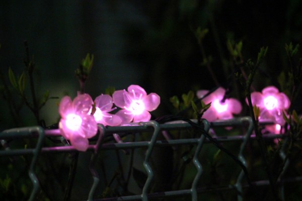 庭がにぎやかに 夜 うねうねごろごろ Powered By ライブドアブログ