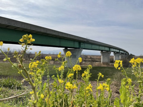 さくら大橋 から 紫雲寺橋 の間にある 草荷公園 そうかこうえん へ 菜の花 見に行ってみた 3月19日撮影 しばた通信 新潟県新発田市の地域情報サイト