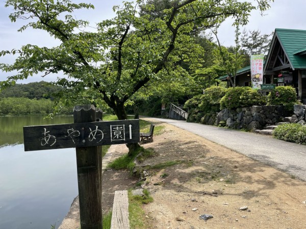 ちょうど見頃 五十公野にある 五十公野公園 あやめ園 に あやめ 見に行ってみた 5月21日撮影 しばた通信 新潟県新発田市の地域情報サイト