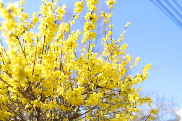 紫雲寺にある レンギョウ街道 へ レンギョウ 見に行ってみた 3月24日撮影 しばた通信 新潟県新発田市の地域情報サイト