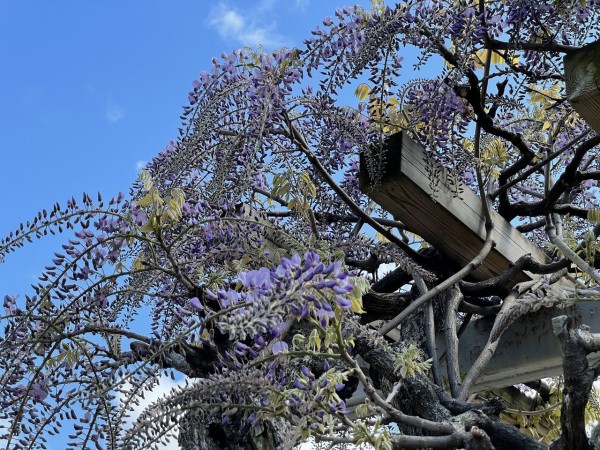 Gwが見頃 諏訪町にある 宝光寺 と西園町にある 新発田公園 西公園 に 藤 の花見に行ってみた 4月26日撮影 しばた通信 新潟県新発田市の地域情報サイト