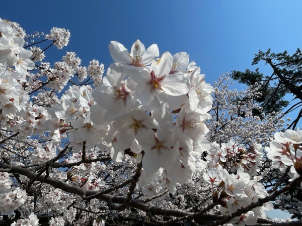 新発田の桜をとことん楽しもう！『新発田城址公園』や『加治川治水記念公園』ではライトアップも！『新発田の春まつり』開催。3月27日～4月29日。 :  しばた通信 - 新潟県新発田市の地域情報サイト