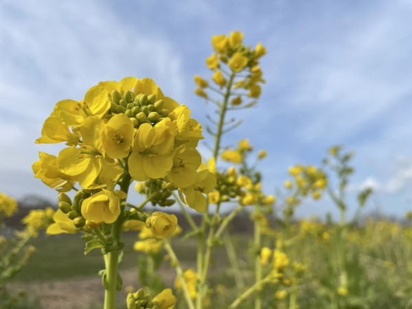 さくら大橋 から 紫雲寺橋 の間にある 草荷公園 そうかこうえん へ 菜の花 見に行ってみた 3月19日撮影 しばた通信 新潟県新発田市の地域情報サイト