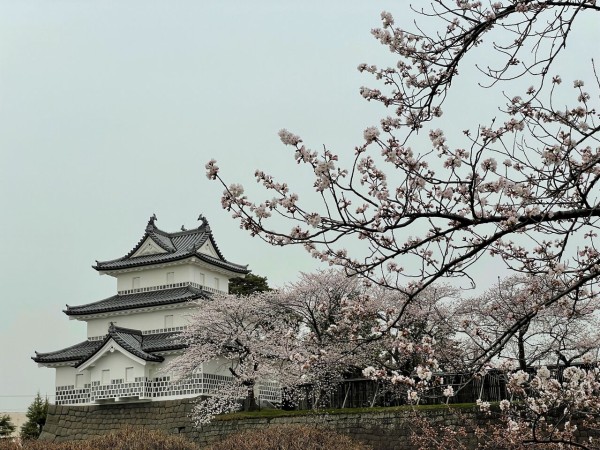 ライトアップは開催 新発田城址公園 加治川治水記念公園 で桜ライトアップ 4月2日 11日 しばた通信 新潟県新発田市の地域情報サイト