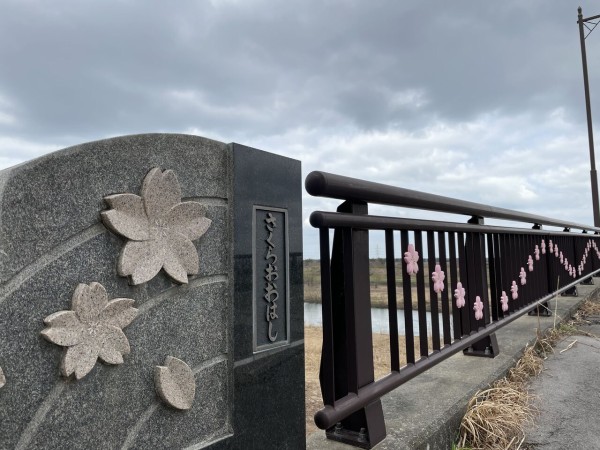 さくら大橋 から 紫雲寺橋 の間にある 草荷公園 そうかこうえん へ 菜の花 見に行ってみた 3月19日撮影 しばた通信 新潟県新発田市の地域情報サイト