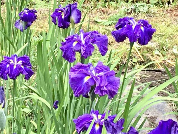 日本4大あやめ園の1つ 五十公野公園あやめ園 で アヤメ カキツバタ ハナショウブ の花見てきた 6月1日撮影 しばた通信 新潟県新発田市の地域情報サイト