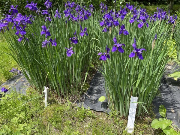 ちょうど見頃 五十公野にある 五十公野公園 あやめ園 に あやめ 見に行ってみた 5月21日撮影 しばた通信 新潟県新発田市の地域情報サイト