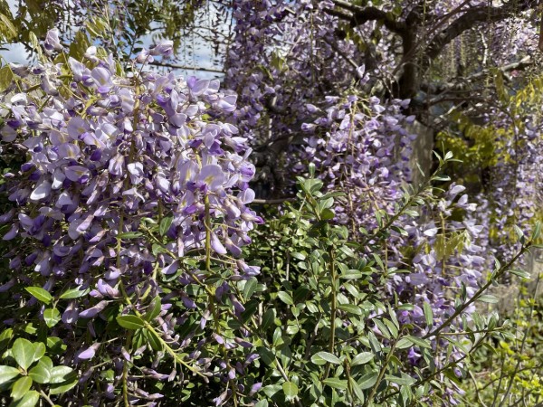 Gwが見頃 諏訪町にある 宝光寺 と西園町にある 新発田公園 西公園 に 藤 の花見に行ってみた 4月26日撮影 しばた通信 新潟県新発田市の地域情報サイト