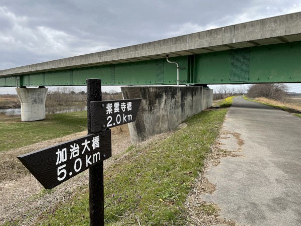 さくら大橋 から 紫雲寺橋 の間にある 草荷公園 そうかこうえん へ 菜の花 見に行ってみた 3月19日撮影 しばた通信 新潟県新発田市の地域情報サイト