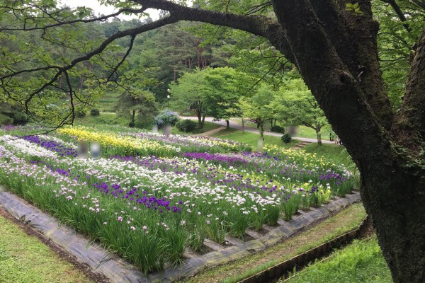 続報 今週末までがちょうど見頃 五十公野公園 あやめ園 に遅咲きの ハナショウブ 見に行ってみた 6月22日撮影 しばた通信 新潟県新発田市の地域情報サイト