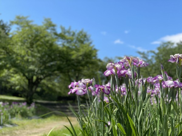 あやめの次は 花菖蒲 今がちょうど見頃 五十公野公園 あやめ園 に遅咲きの 花菖蒲 見に行ってみた 6月日撮影 しばた通信 新潟県新発田市の地域情報サイト