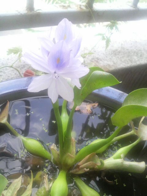 ホテイアオイの美しさよ 金魚とベタと浮世草