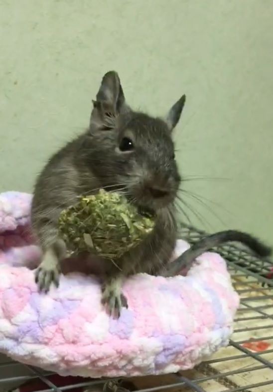 チモシーごはん アルファルファラーメン そんな感じ うちのデグ うっぷるいと呼ばれる