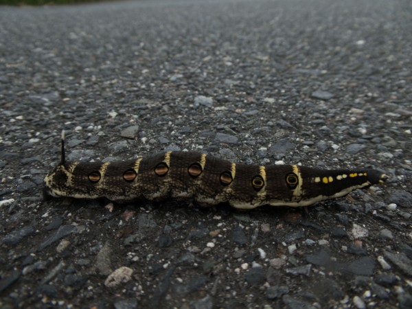 スズメガの幼虫 セスジスズメ モモスズメ コスズメ イモムシ たまのたまたま