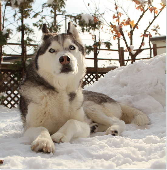 筋トレ主婦の常備薬 犬たちとjubilations