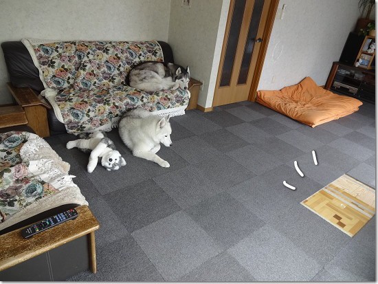 まずはゲロに驚き 次はお目目ドロドロに驚愕する 犬たちとjubilations まずはゲロに驚き 次はお目目ドロドロに驚愕する 犬たちとjubilations