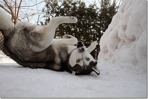 転がる犬たち 犬たちとjubilations