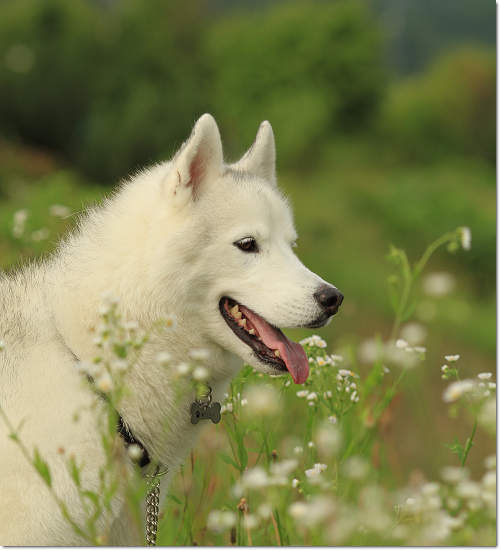 土と草の匂いが重要 犬たちとjubilations